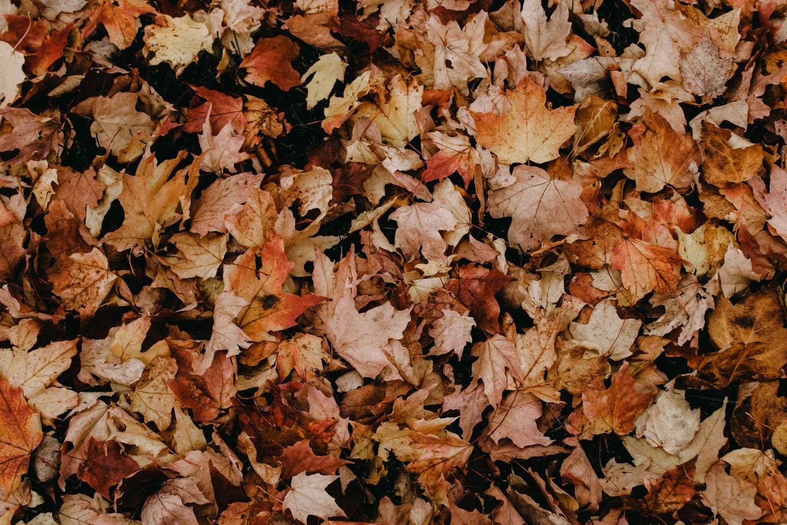 Laub am Hauseingang: was die Verkehrssicherungspflicht verlangt Nahaufnahme von buntem Herbstlaub, das sich vor einem Hauseingang sammelt